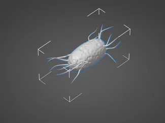 Listeria monocytogenes