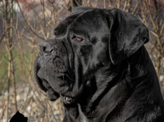 CaneCorso Head Busto