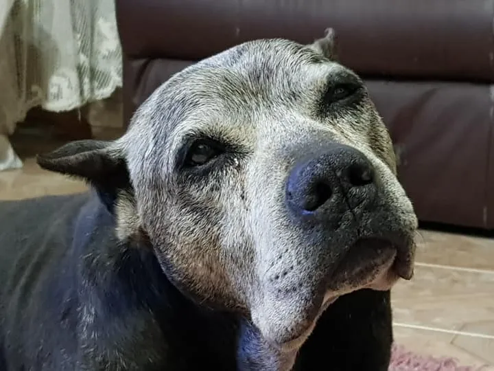 Harley_Old_Head