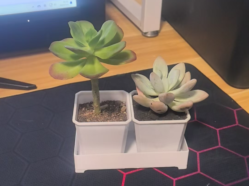 多肉花盆
