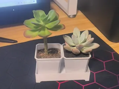 Succulent Flowerpot