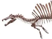 spinal help