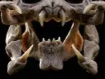 predator jaw