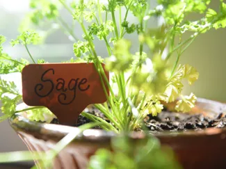 garden label