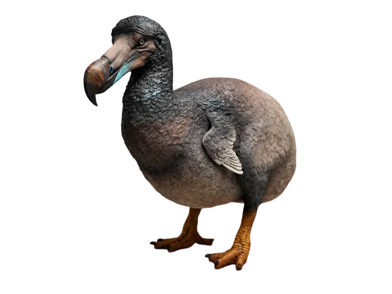 Dodo