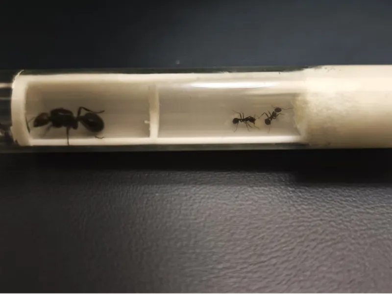 试管蚁巢