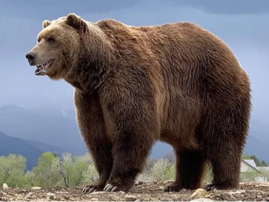 The Bear