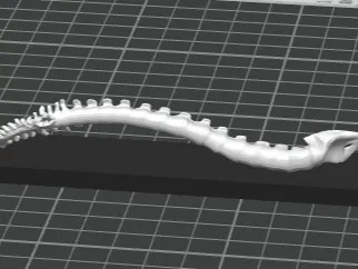 spine 