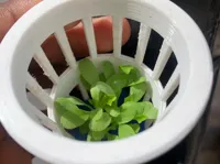 Pot à filet pour culture hydroponique — photo 1