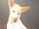 dog 1
