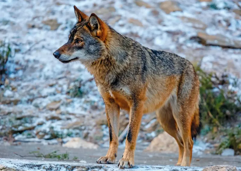 Wolf
