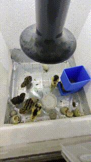 刚出生的小芦丁鸡食盒喂食器