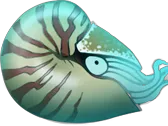 nautilus(explorium:ocean for kids)