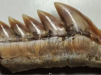 Hexanchus griseus