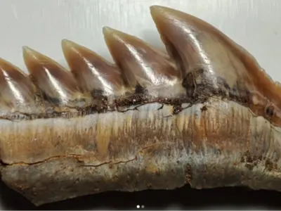 Hexanchus griseus