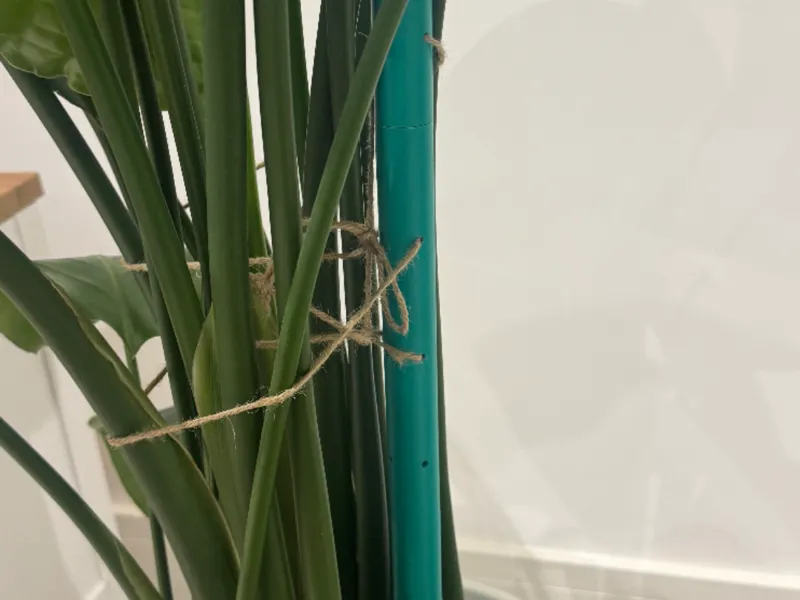 flower stick