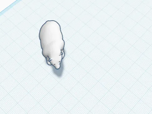Polar bear 