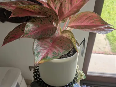 Flowerpot fi 20cm with wavy edge