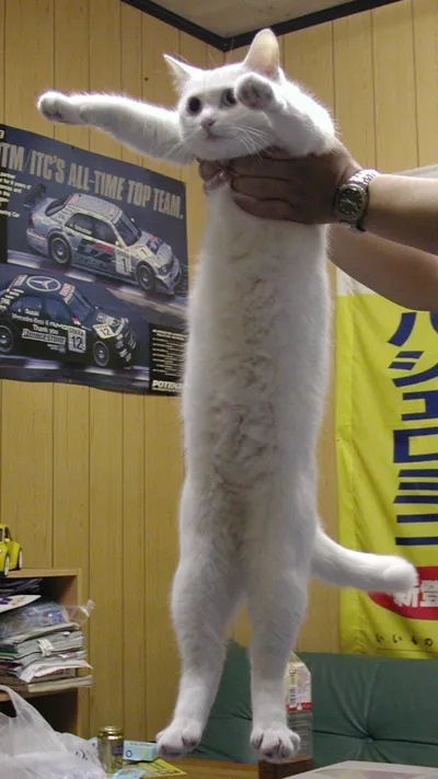 Long Cat Cookie