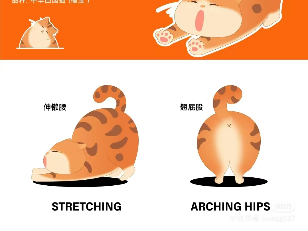 中华田园猫