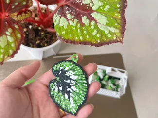 抹茶巧克力秋海棠钥匙扣也可改冰箱贴需要AMS