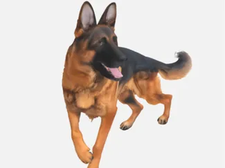GermanShepherd