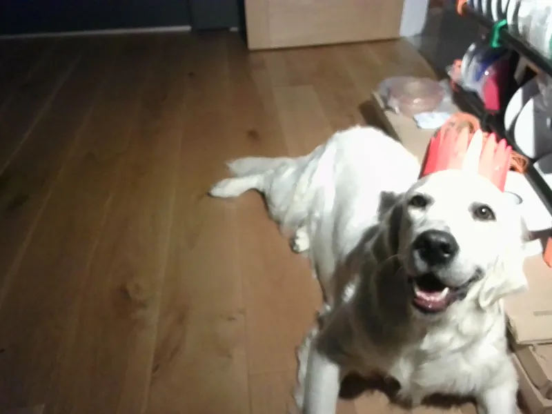 dog star crown