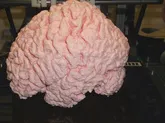 Human Brain