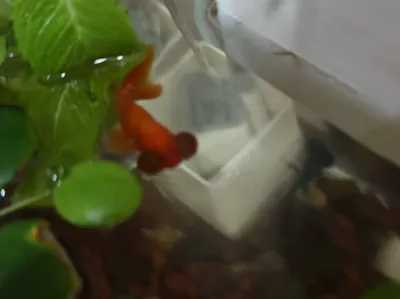 Water pump filter box