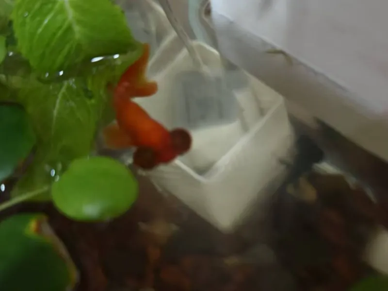 水泵 过滤盒子