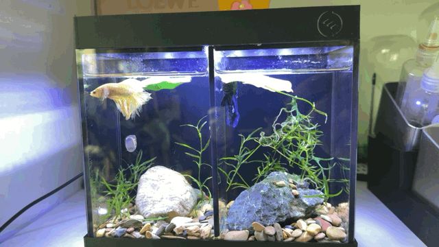 双格斗鱼缸底座+顶盖