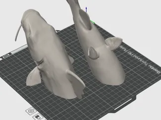 SURUBI