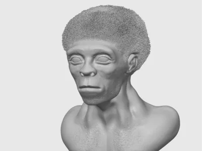 Homo Erectus