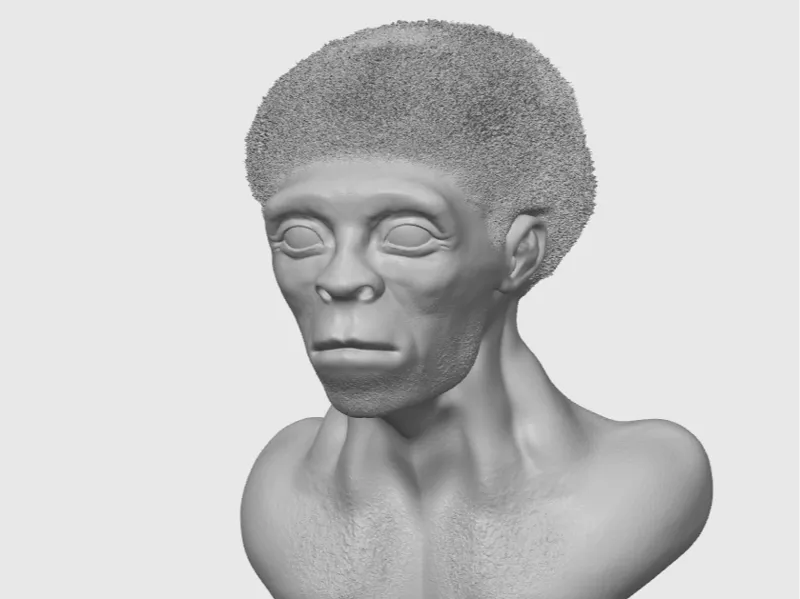 Homo Erectus