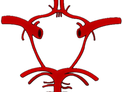 circle of willis by Nimanator MakerWorld: Download Free 3D Models