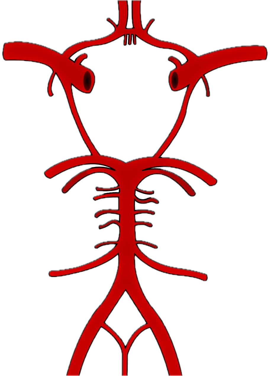 circle of willis - Free 3D Print Model - MakerWorld
