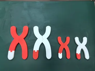染色体-含磁铁可模拟交叉互换，高中生物教具