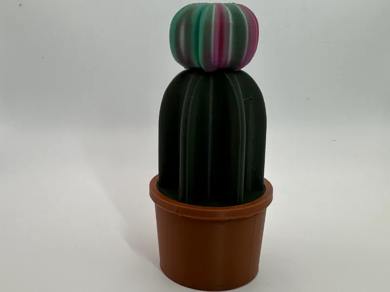Small moon cactus (no ams)