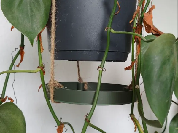 https://makerworld.bblmw.com/makerworld/model/DSM00000001489380/design/2025-06-05_2341d48401726.jpg