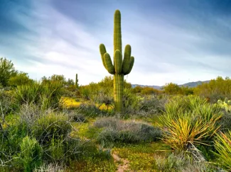 Saguaro cactus 3D Model