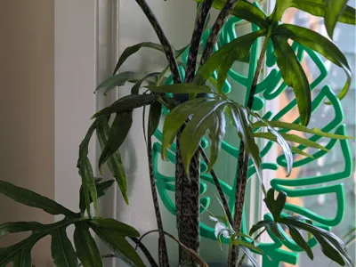 Monstera Leaf Shaped Trellis