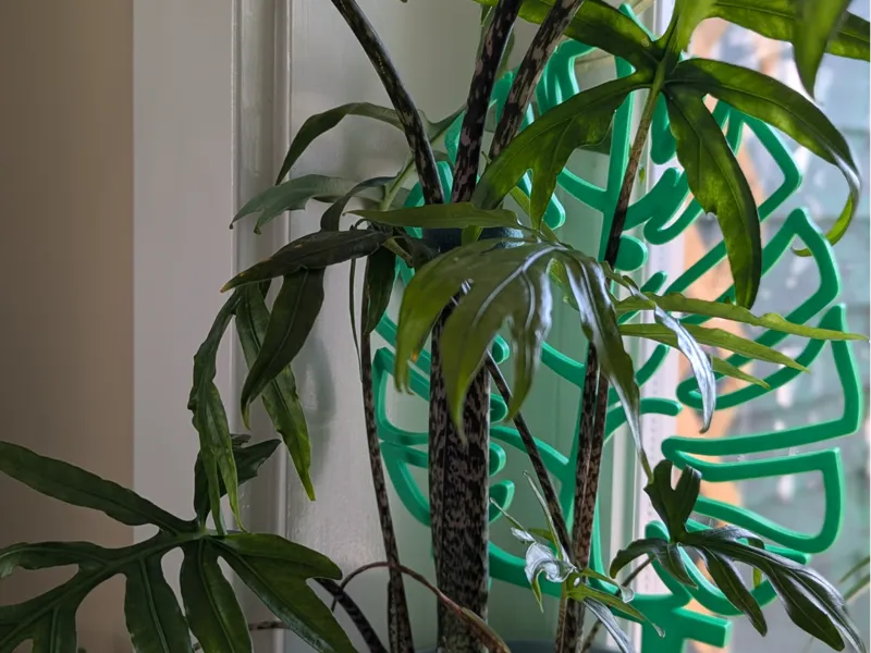 Monstera Leaf Shaped Trellis