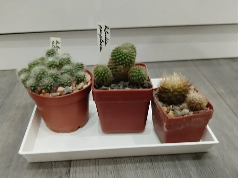 bowl for cactus