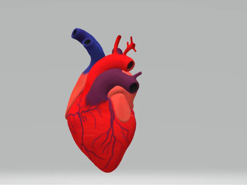 human heart