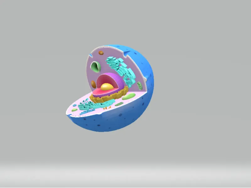 animal cell