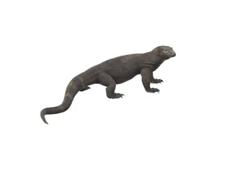 kommodo dragon