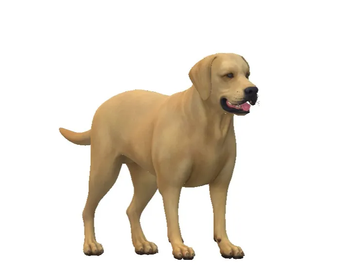 labrodor