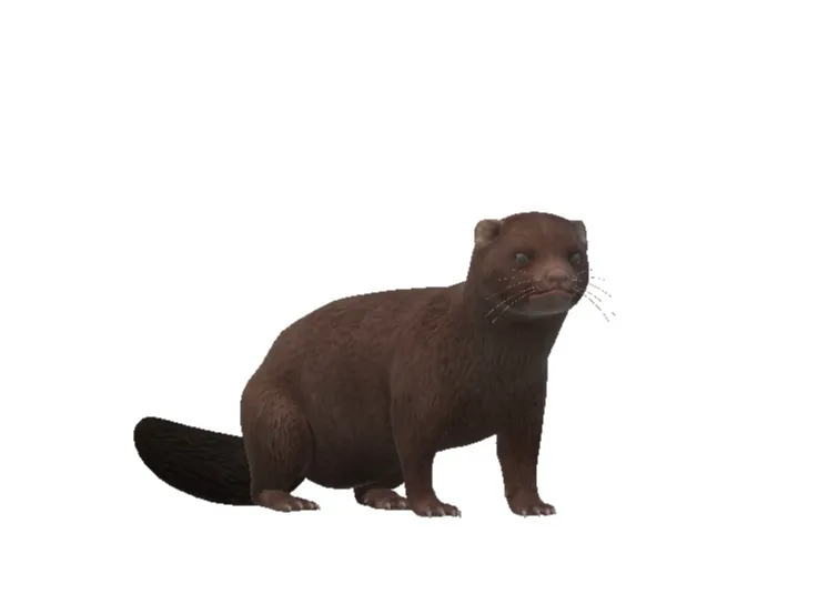mink