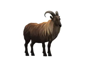 mountain goat