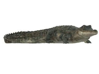 aligator